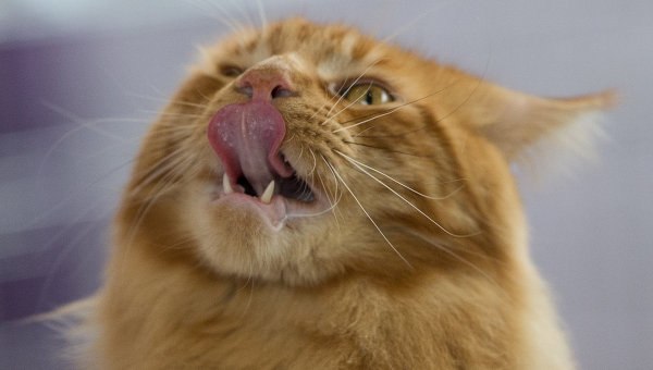 Жители Владивостока разыскивают пушистого рыжего кота, который в аэропорту Владивостока съел морских деликатесов на 60 тысяч рублей.