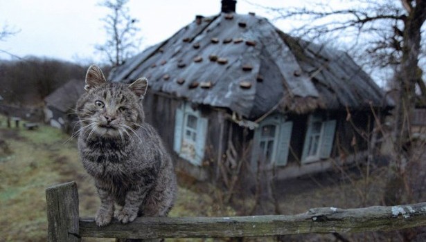 Домашняя кошка по кличке Мурка спасла своего хозяина от гибели при пожаре в Башкирии.