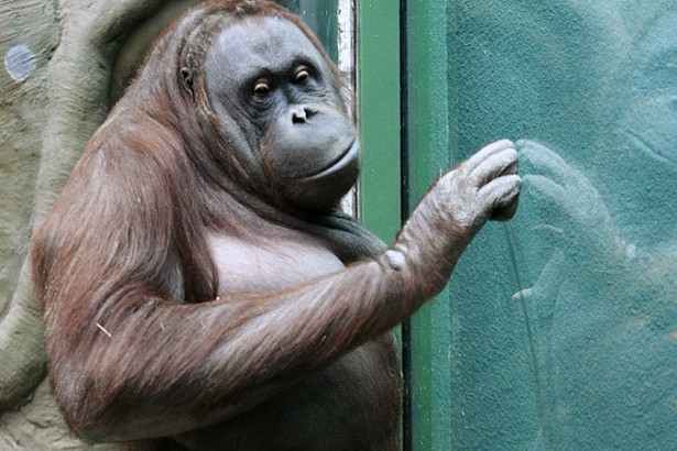 Суд наделил самку орангутанга правами человека
