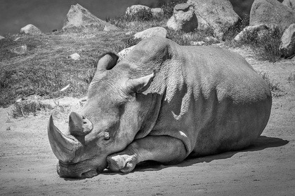 Скончался последний самец северного белого носорога.  Фото: @sdzsafaripark / Twitter