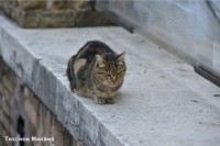 Кошка Машка спасла младенца в Обнинске