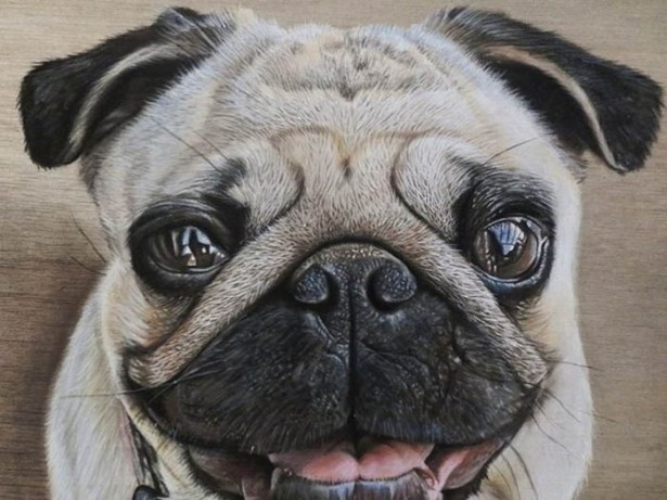Портреты домашних животных, нарисованные в стиле гиперреализм 