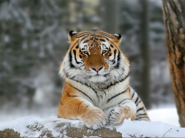 Тигрица Путина съела фотоловушку в Амурской области 