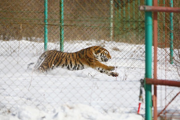 Тигра, безобразничавшего в Хабаровском крае, оставят в Приморье