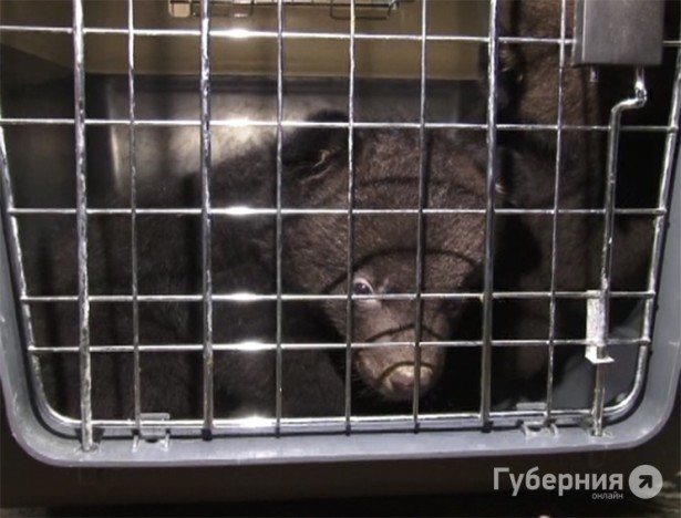 Медвежат-подкидышей временно приютит зоосад под Хабаровском 