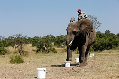 В ЮАР слонов начали обучать поиску взрывчатки
