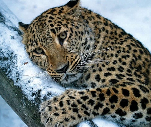 Новосибирский зоопарк отправил в Японию одинокого леопарда без имени