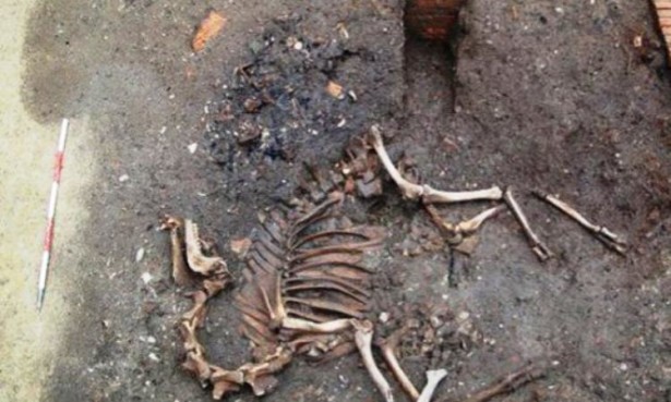 В Австрии археологи нашли скелет боевого верблюда XVII века