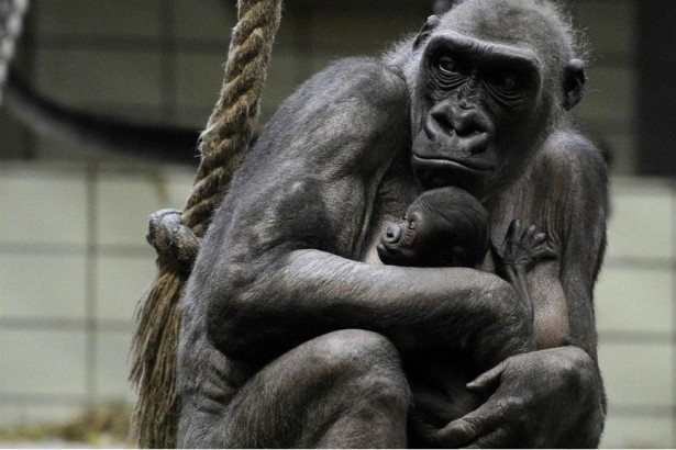 Ученые: Самцы горилл не видят разницы между своими и чужими детенышами