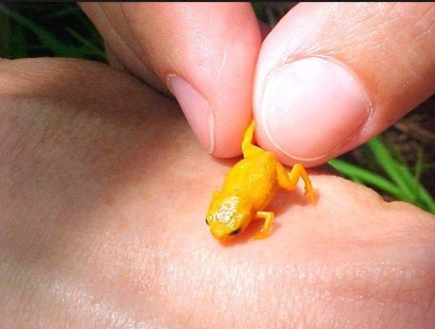 Зоологи нашли в лесах Бразилии семь видов ярких нано-жаб