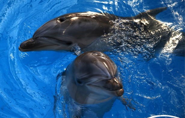 Новый дельфинарий откроется в Москве 5 июня