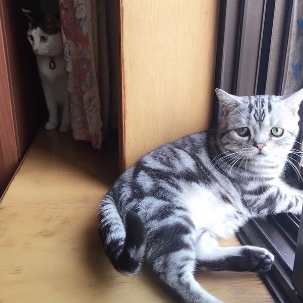 Кошка-пессимист стала новой звездой Instagram