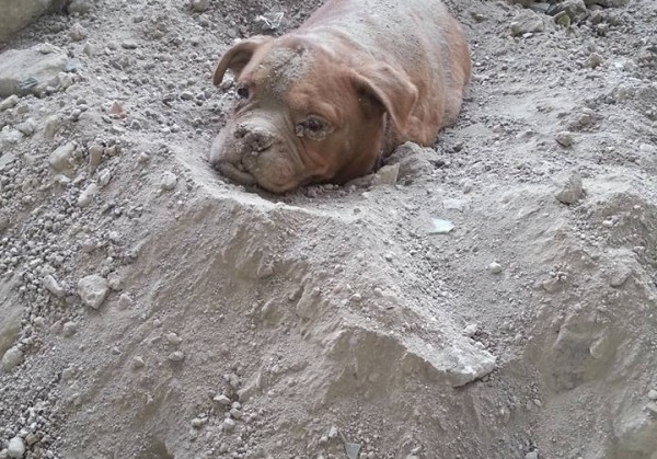 Во Франции мужчина спас похороненную заживо собаку