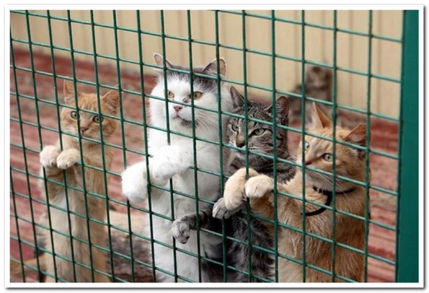 В Перми пенсионерка завещала деньги кошкам