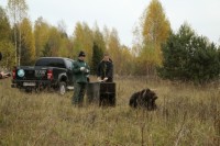 Найденную в Москве медведицу вернули в лес