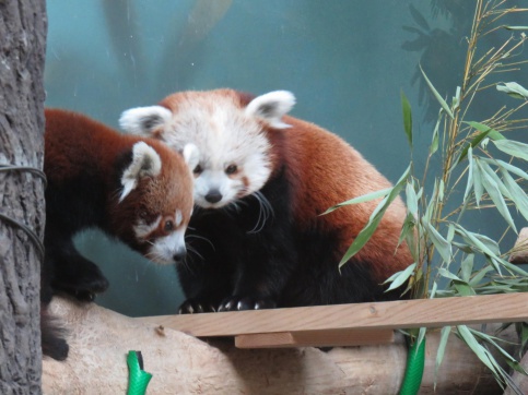 Еще одна красная панда поселилась в столичном зоопарке