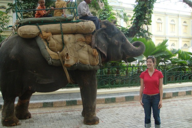 В Индии запретят кататься на слонах