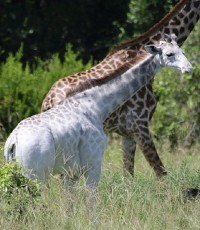 Редкий белый жираф живет в Танзании