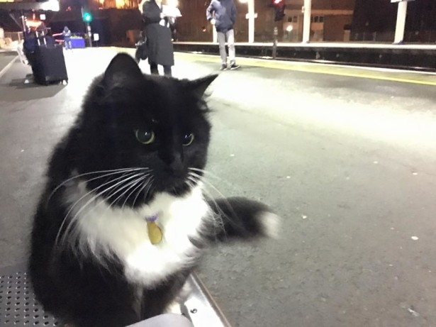 Кошка-контролер работает на вокзале в Британии
