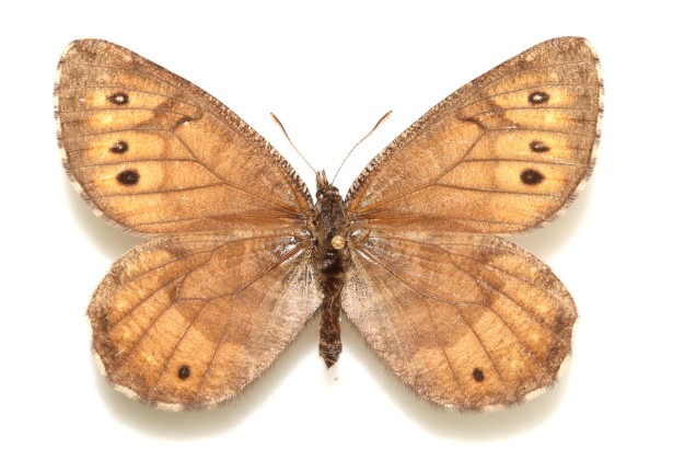 Впервые за 28 лет на Аляске обнаружили новый вид бабоче