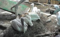 В Московском зоопарке ждут потомство пингвинов и розовых пеликанов