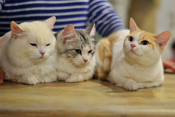 Кошек из «котокафе» могут выселить в отдельное помещение