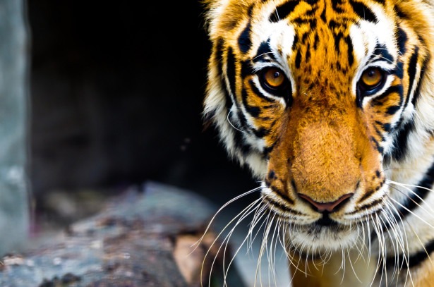 Впервые за сто лет мировая популяция тигров увеличилась