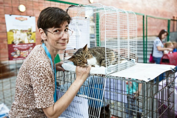 Помочь бездомным кошкам и собакам можно будет на выставке в Химках