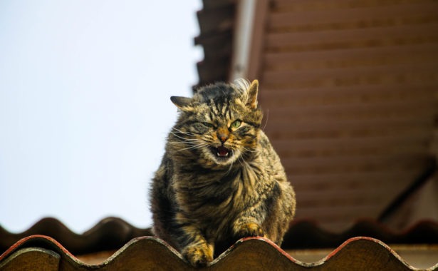 Исследователи протестировали 4 кошачьих эйфоретика