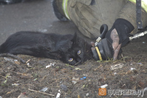 В квартирном пожаре на Тухачевского спасли кота