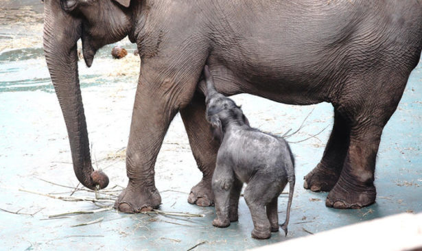 Детеныш азиатского слона родился в Московском зоопарке