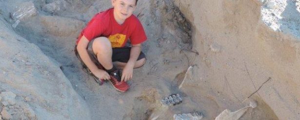 В Нью-Мексико школьник нашел останки древнего стегомастодона