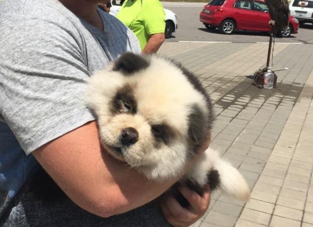 Панда, с которой туристам в Сочи предлагали сделать фото, оказалась щенком