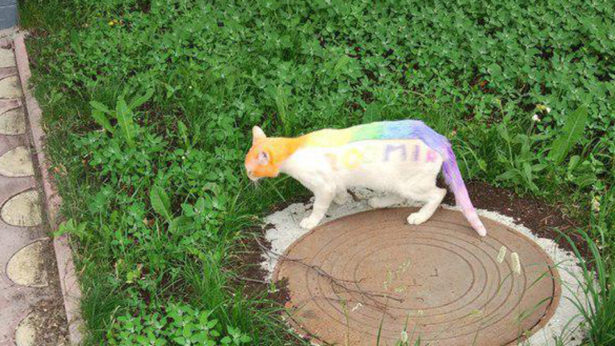 В Тюмени кота раскрасили в цвета радуги