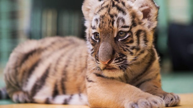 Московский зоопарк отмечает Международный день тигра