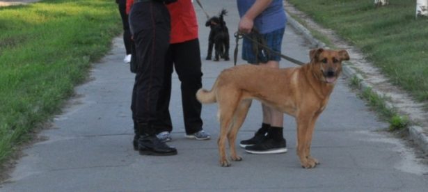 Площадка с тренажерами для собак появится в Петрозаводске к концу месяца