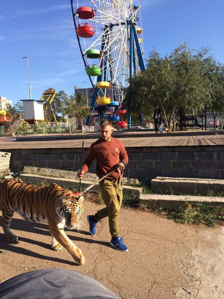 Тигры в городе: по улицам Улан-Удэ разгуливает хищное животное