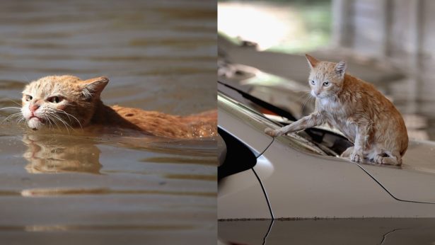 Обозленный из-за наводнения рыжий кот стал мемом