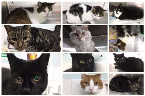 Из дома жительницы Великобритании освободили 14 украденных ею домашних кошек