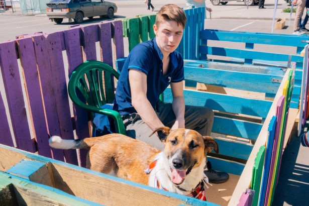 В Ярославле пройдет акция-раздача бездомных собак