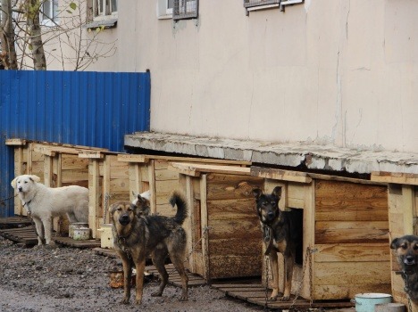 В Перми могут построить новый приют для бездомных собак