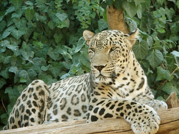 Считавшийся вымершим леопард попал на видео в Северной Осетии