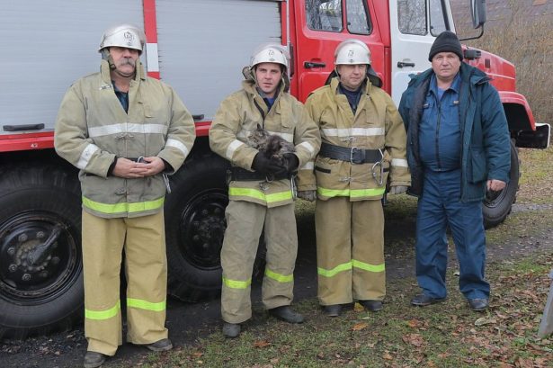 Смоленские пожарные спасли кота, застрявшего на дереве возле детсада