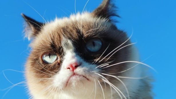 Хозяйка кошки-мема Grumpy Cat отсудила $710 тыс. по делу о правах