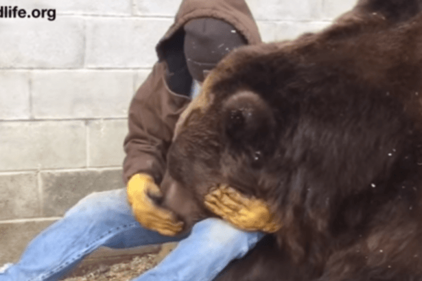 Обнимающий огромного медведя мужчина растрогал Сеть