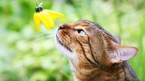 В Канаде кошка научилась дарить цветы