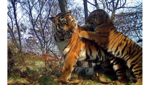На "Земле леопардов" зафиксировали шесть новых амурских тигров