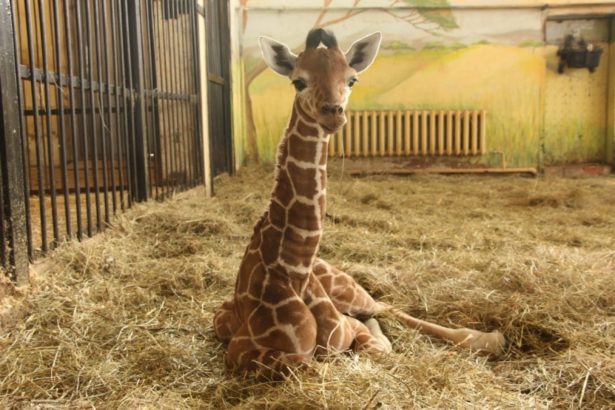 Калининградский зоопарк дарит жирафенка Сафари Белгороду