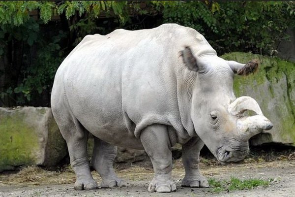 Учёные нашли способ восстановить вымирающую популяцию белых носорогов