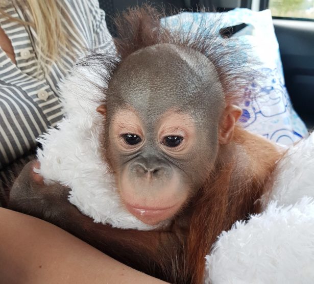 Детеныш борнейского орангутана появился в Московском зоопарке